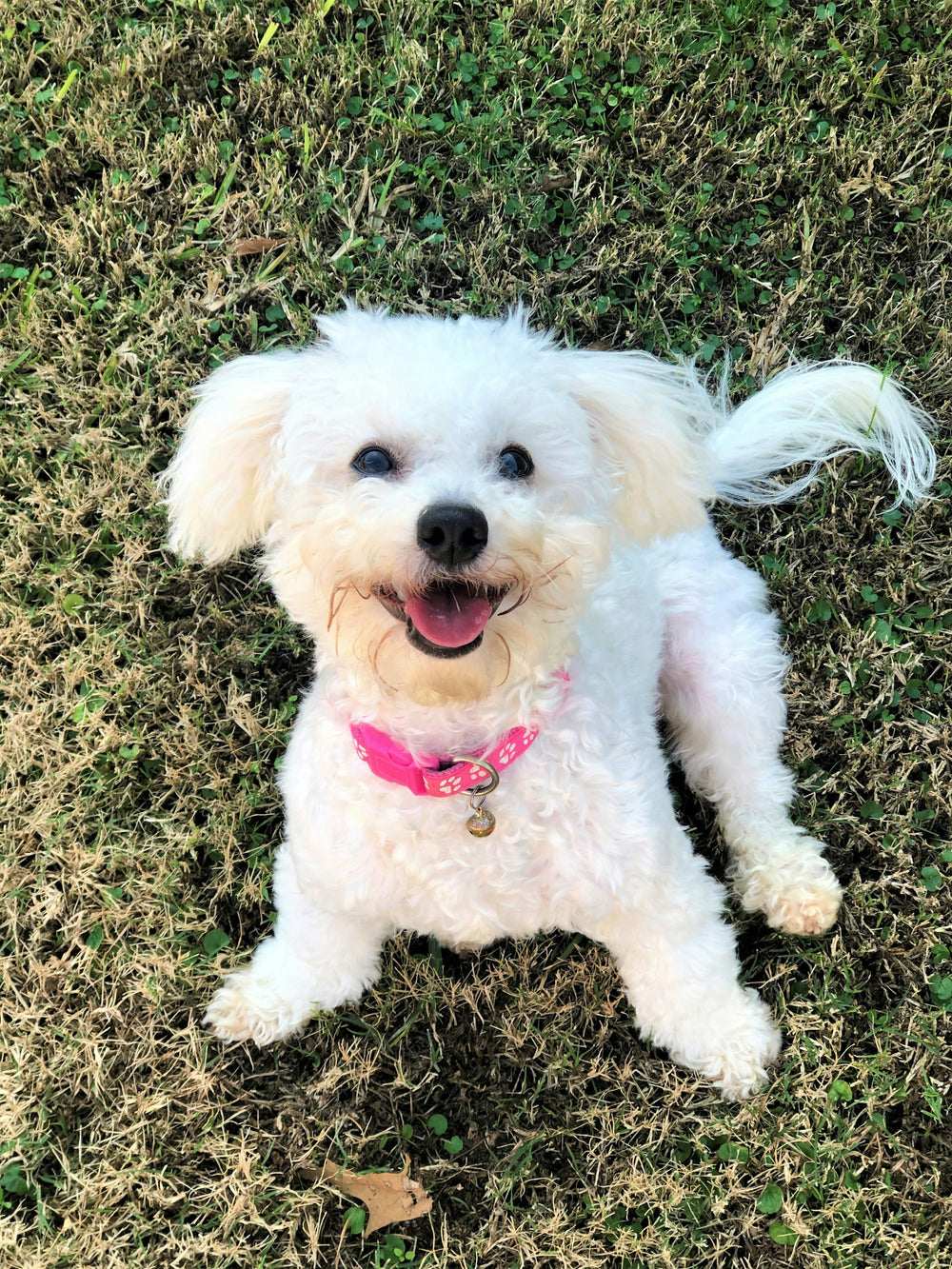 Smart pet devices and safety essentials