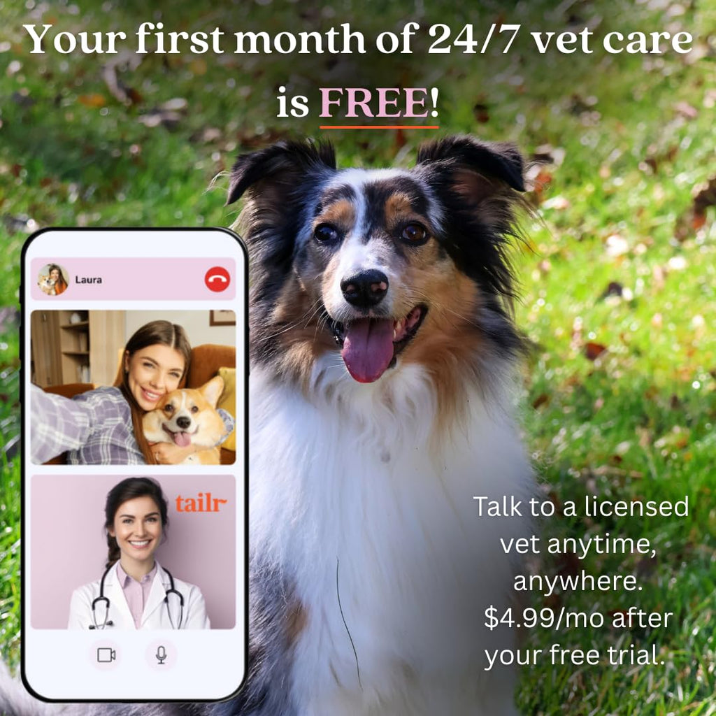 QR Code Pet ID Tag with Custom Digital Profile and App Access
