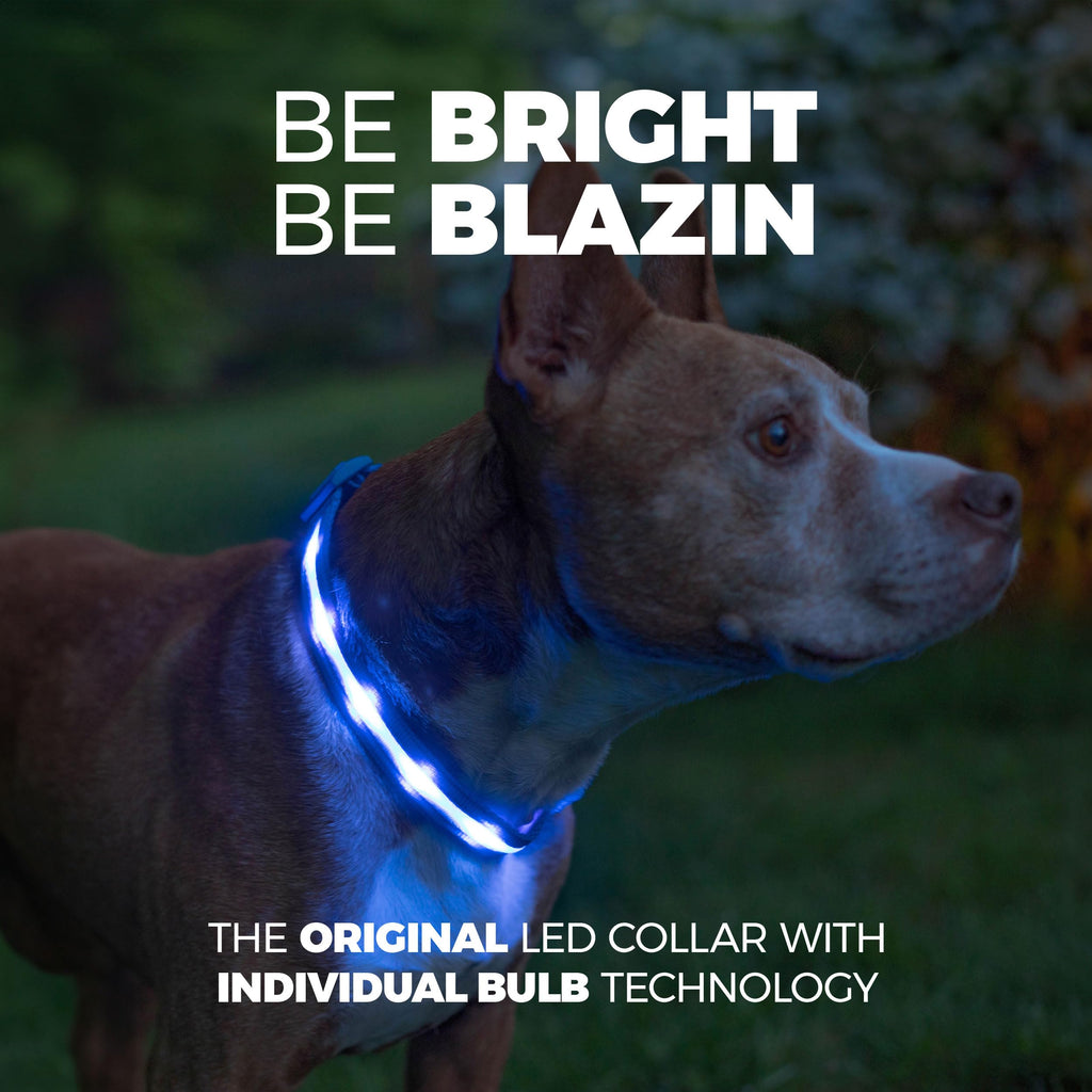 Rechargeable LED Light Up Dog Collar for Night Safety