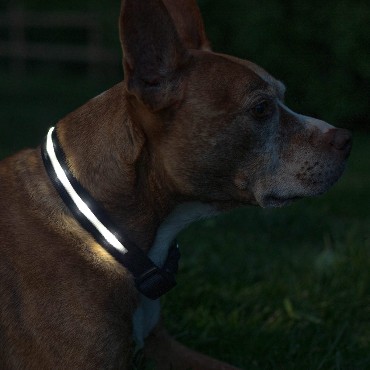 Rechargeable LED Light Up Dog Collar for Night Safety