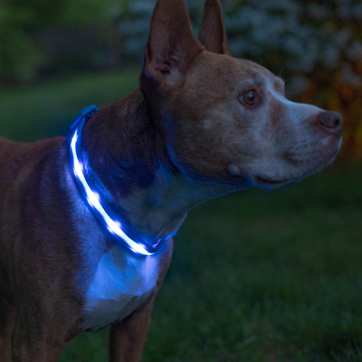 Rechargeable LED Light Up Dog Collar for Night Safety