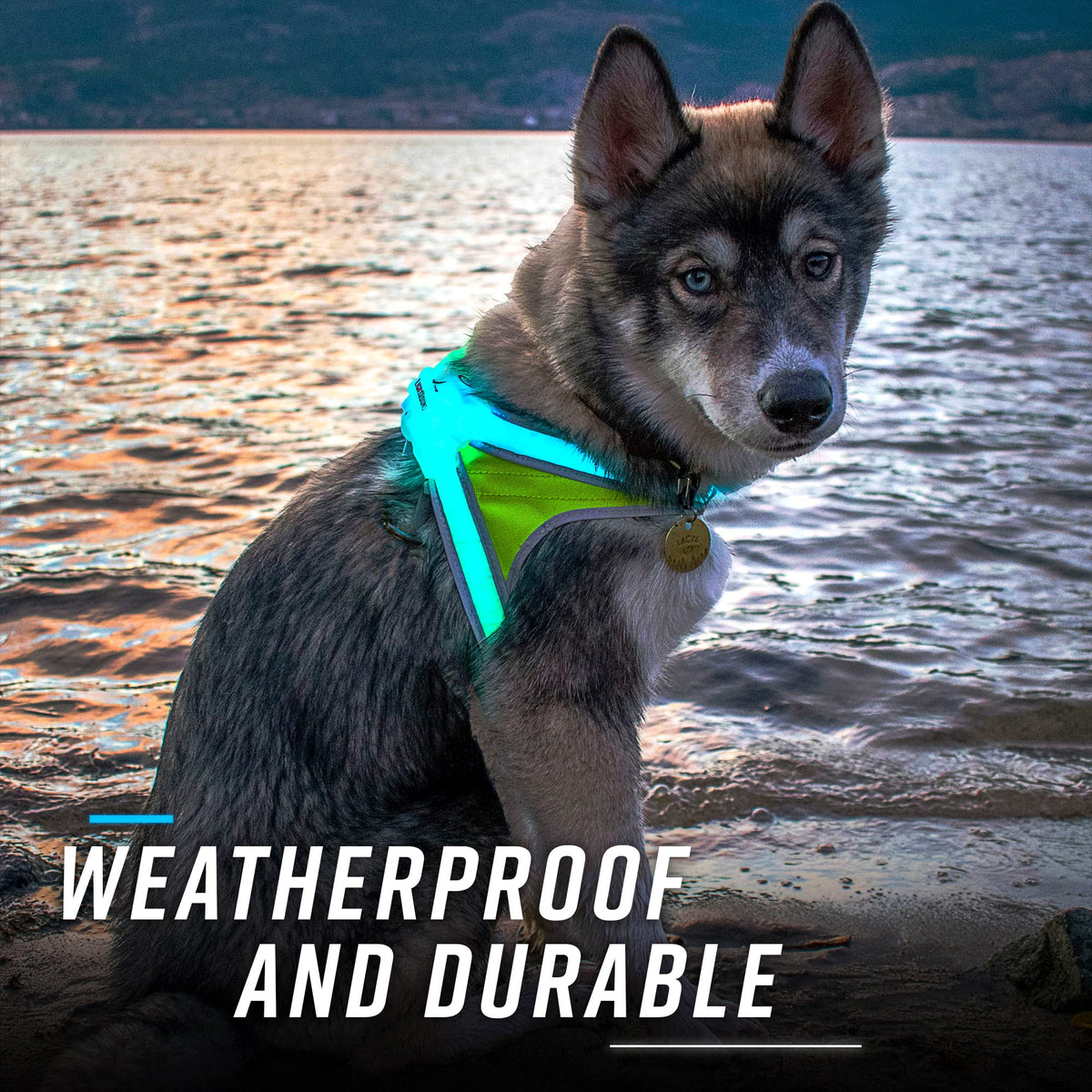 Rechargeable Reflective LED Dog Harness with Multicolor Lights