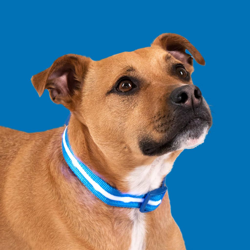 Rechargeable LED Light Up Dog Collar for Night Safety